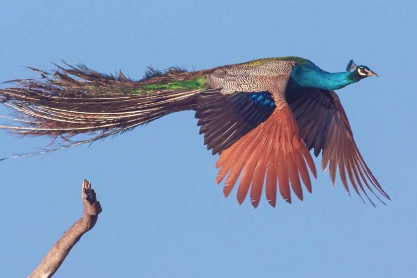 flying peacock