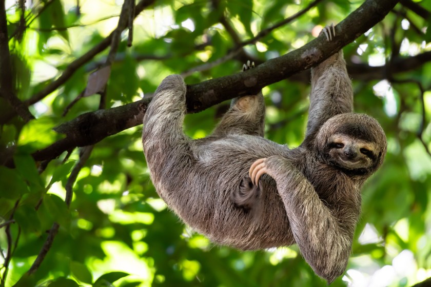 four things I bet you didn't know about sloths