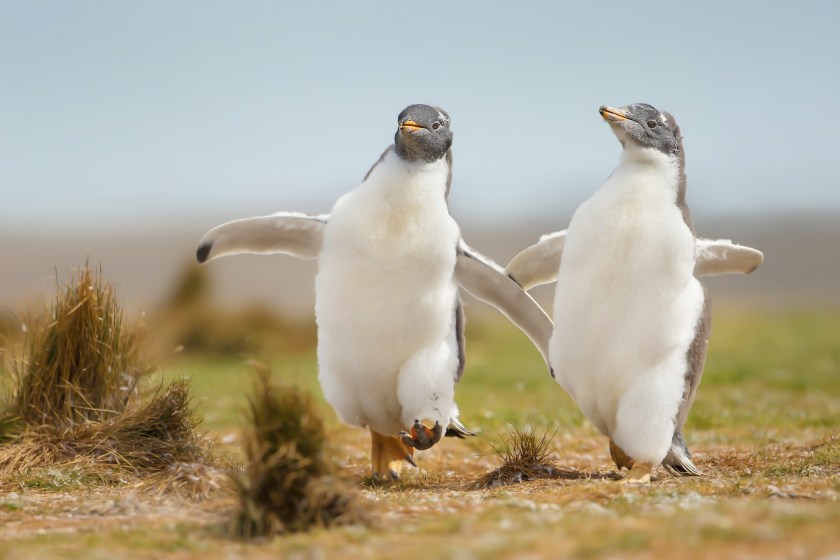 funny animal photos penguins