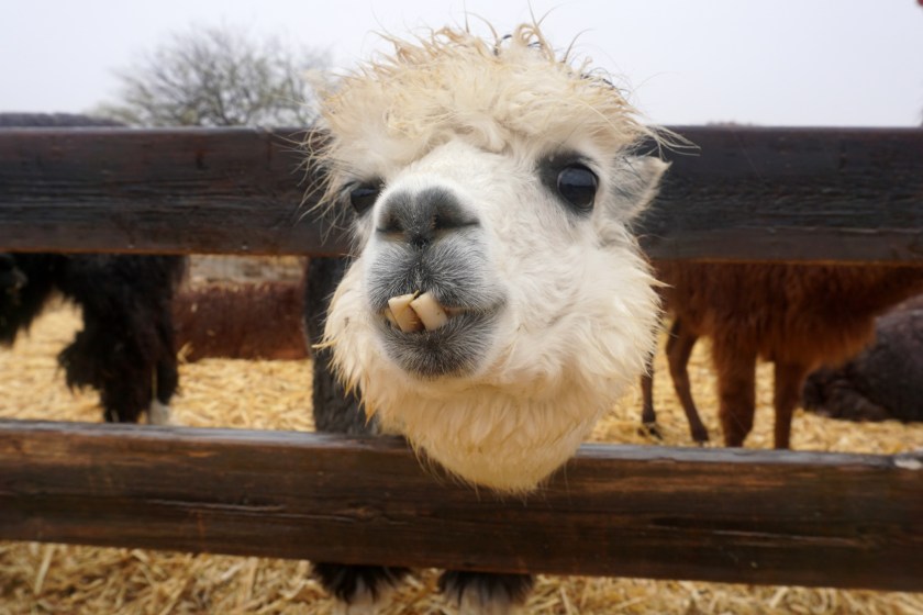funny animal pictures alpaca