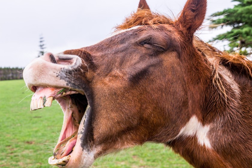 funny animal pictures horse