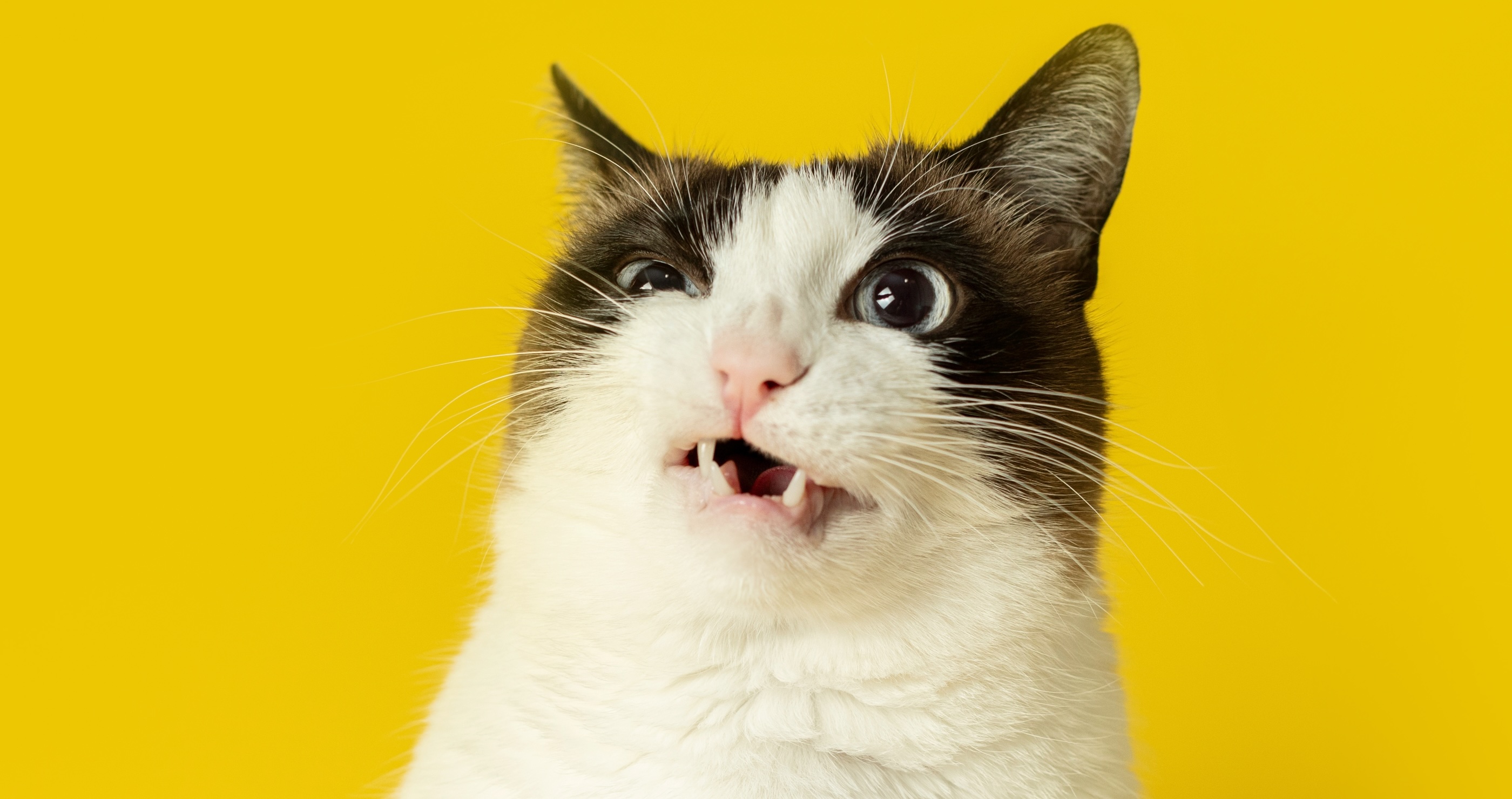 funny animal pictures that are sure to make you laugh