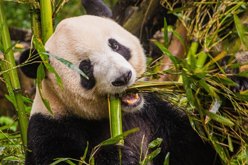 giant panda