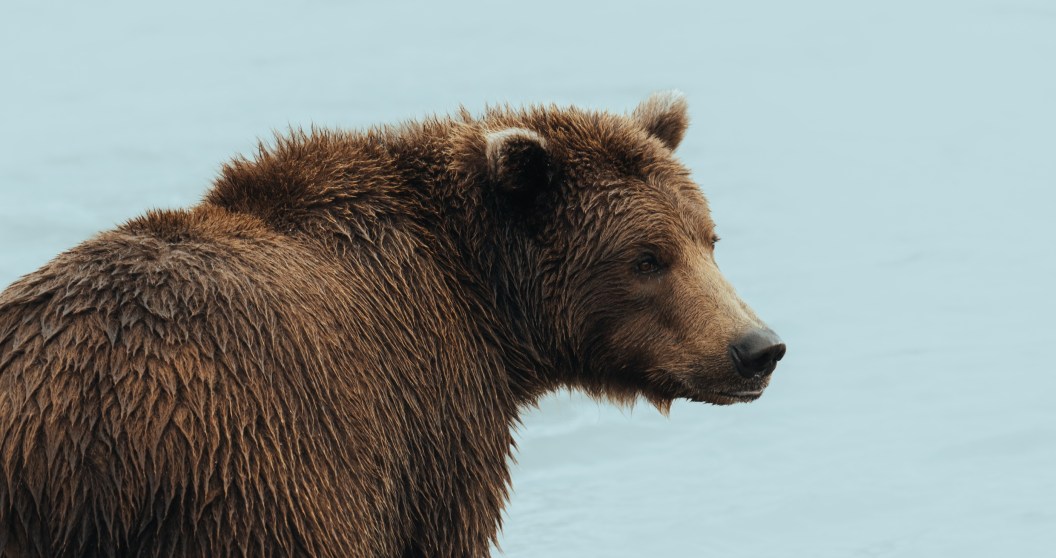 grizzly bear