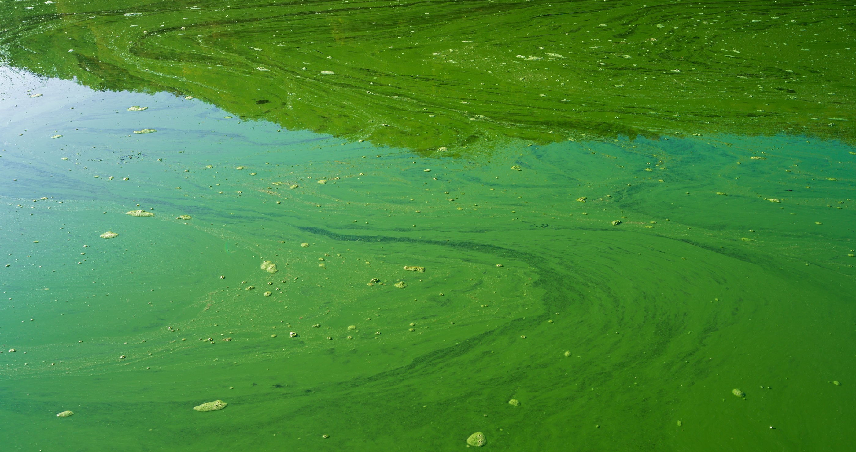hidden dangers at the lake harmful algae blooms