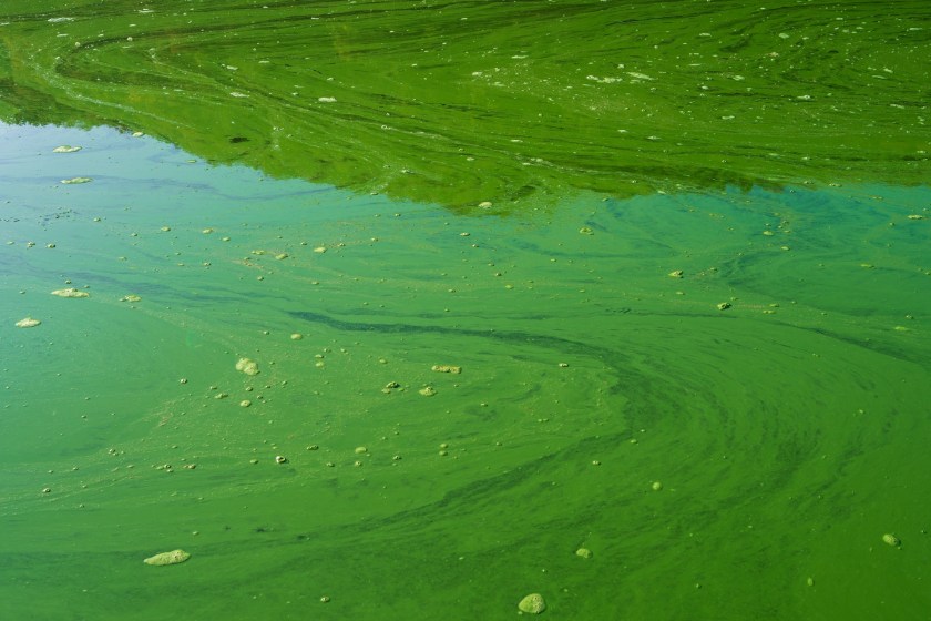 hidden dangers at the lake harmful algae blooms