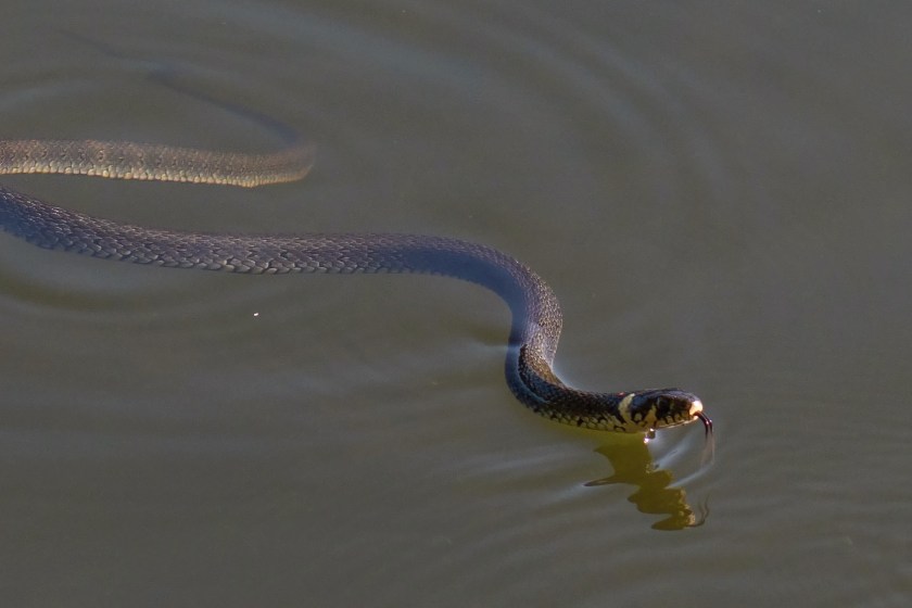hidden dangers at the lake water snakes