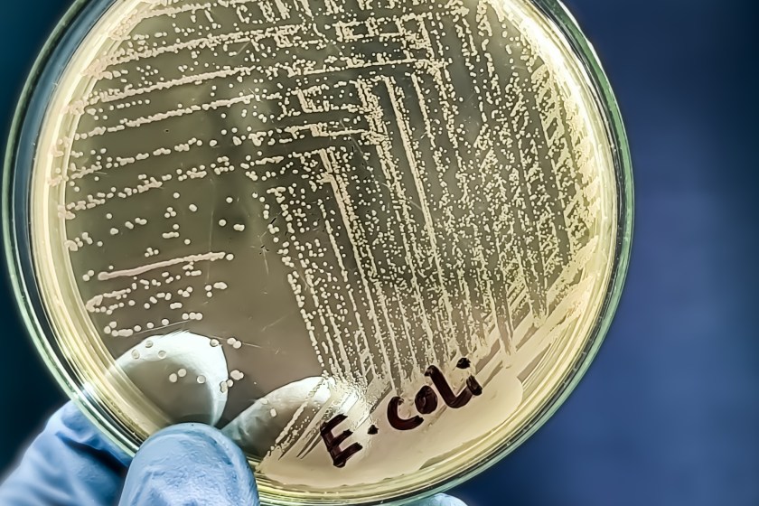 hidden dangers of the lake e coli bacteria