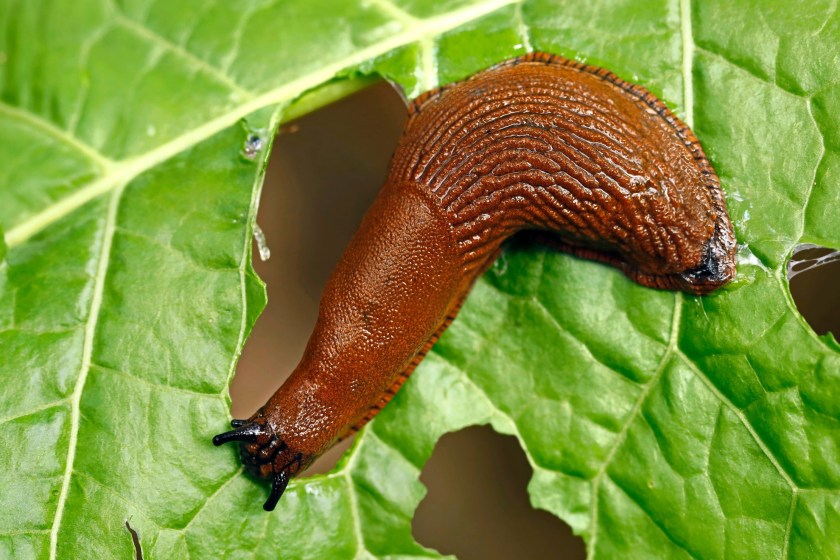 how to naturally rid your garden of common pests like slugs