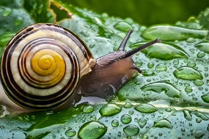 how to naturally rid your garden of common pests like snails
