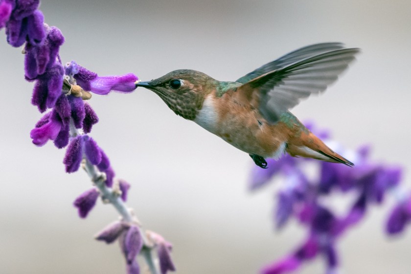 hummingbird and lupine