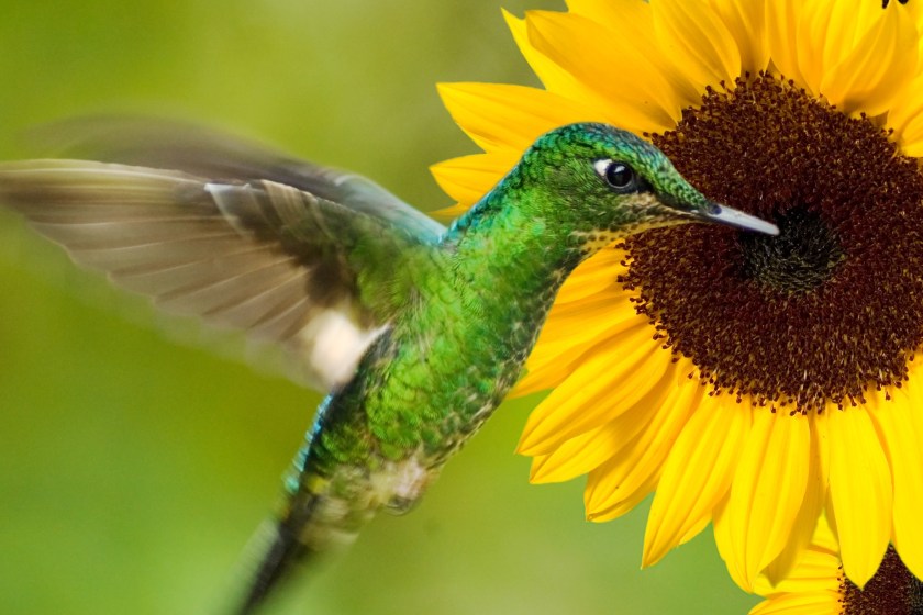hummingbird and sunflower