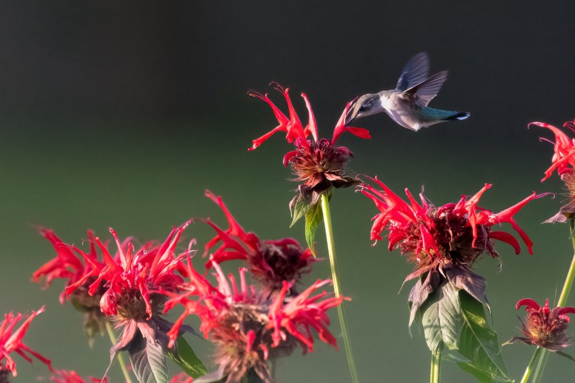 hummingbird enjoying some bee balm