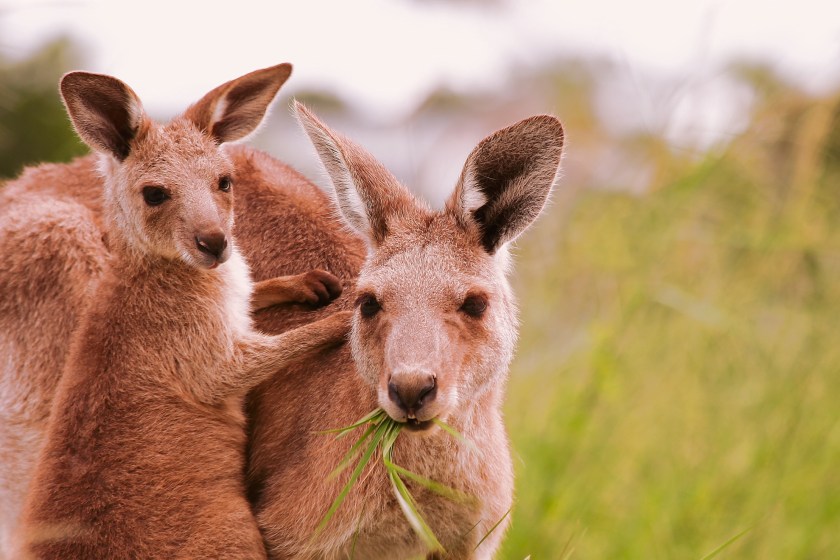 incredible kangaroo facts baby kangaroos are 1 inch long at first