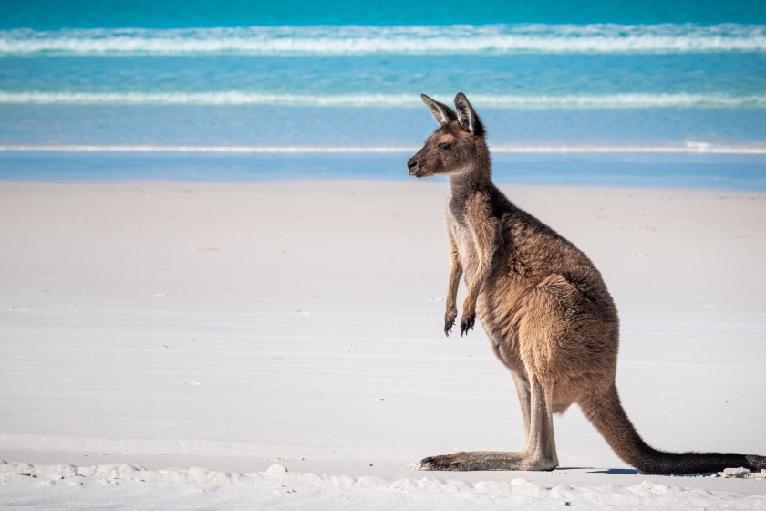 kangaroo facts kangaroos are great swimmers