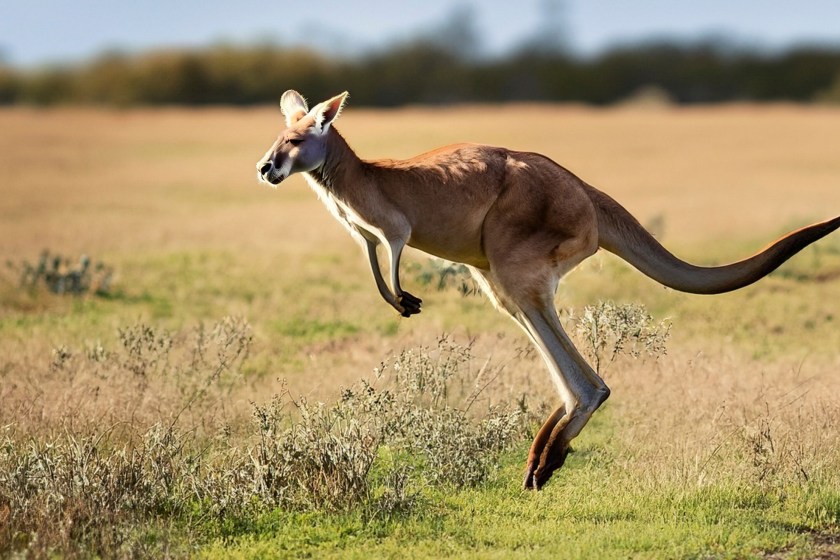 kangaroo jumping