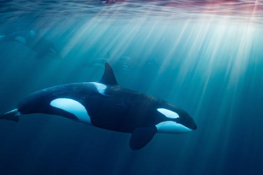 killer whale