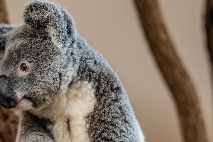 kola bears have an incredible sense of smell