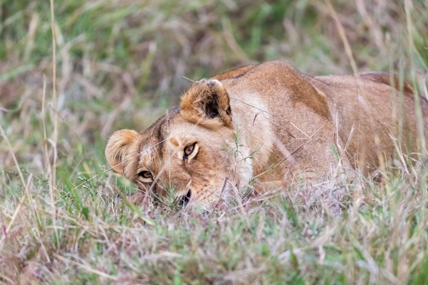 man attacked and eaten to death by pet lion