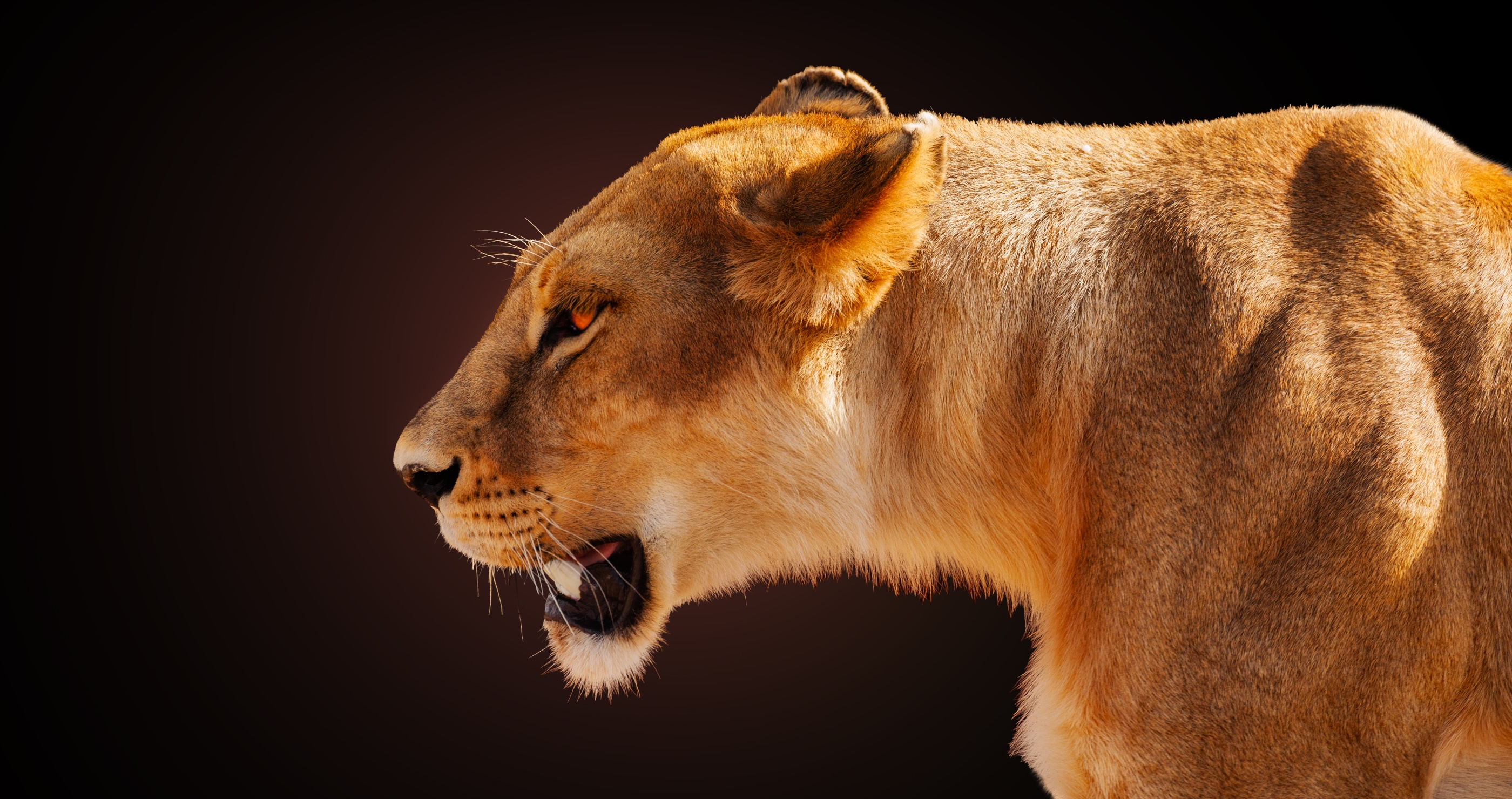 man attacked and eaten to death by pet lion