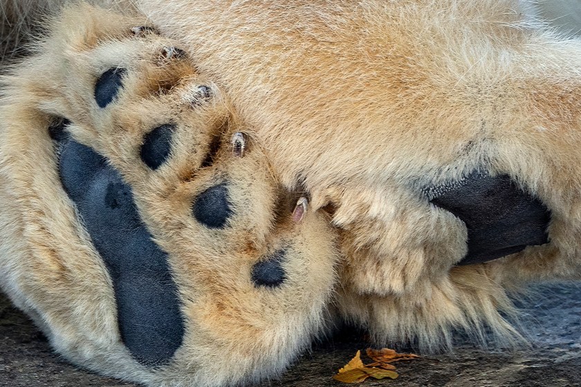mind-blowing facts about polar bears they have massive feet