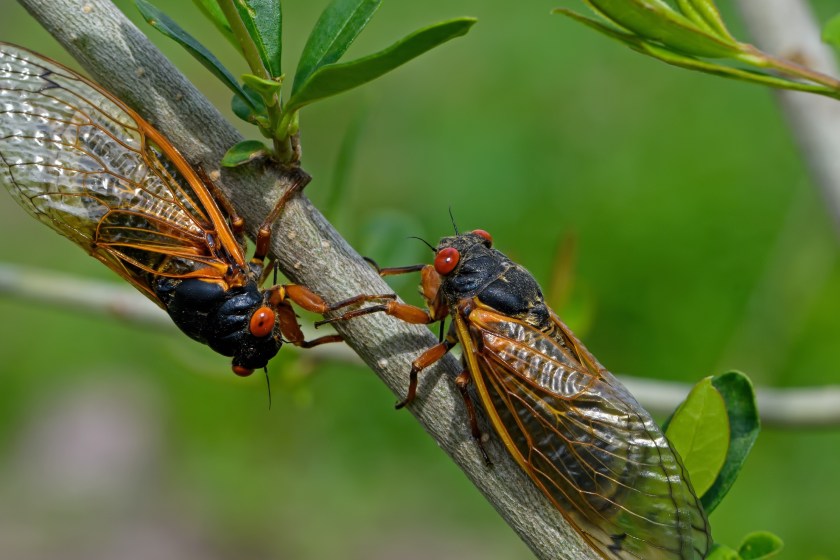 new cicada brood emerges 2025