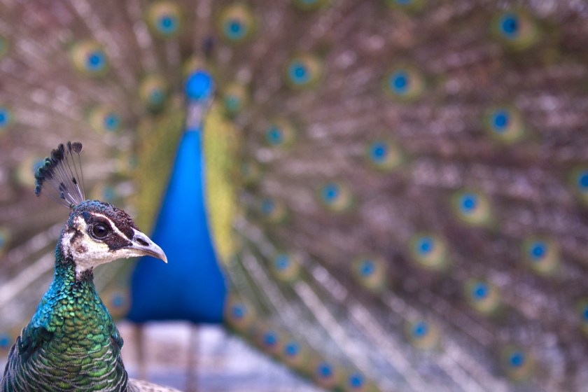 peacock and peahen mating