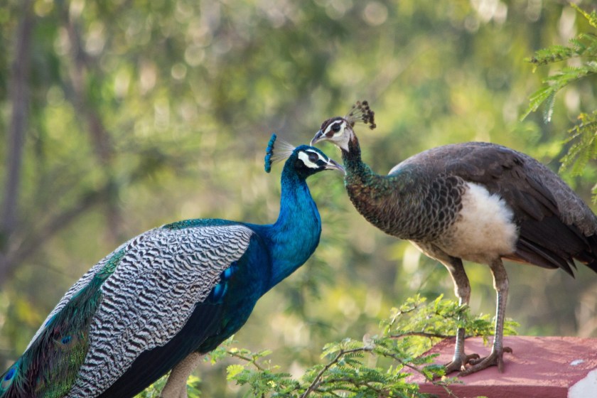 peacock and peahen