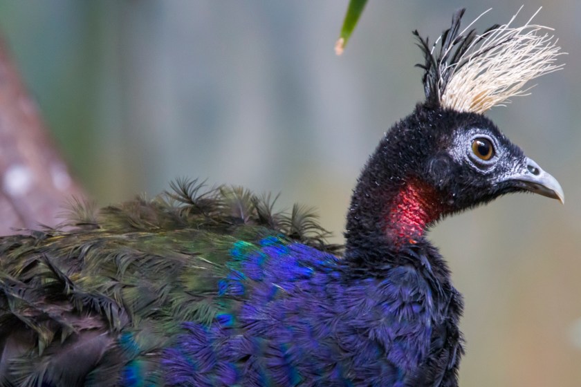peacock facts