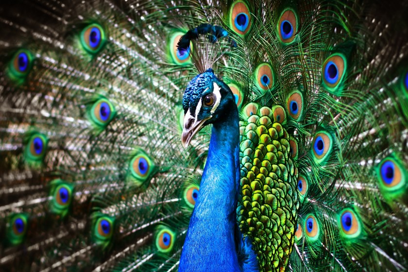 peacock facts you didn't know