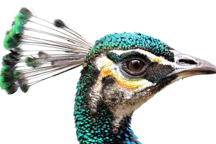 peacock facts you didn't know
