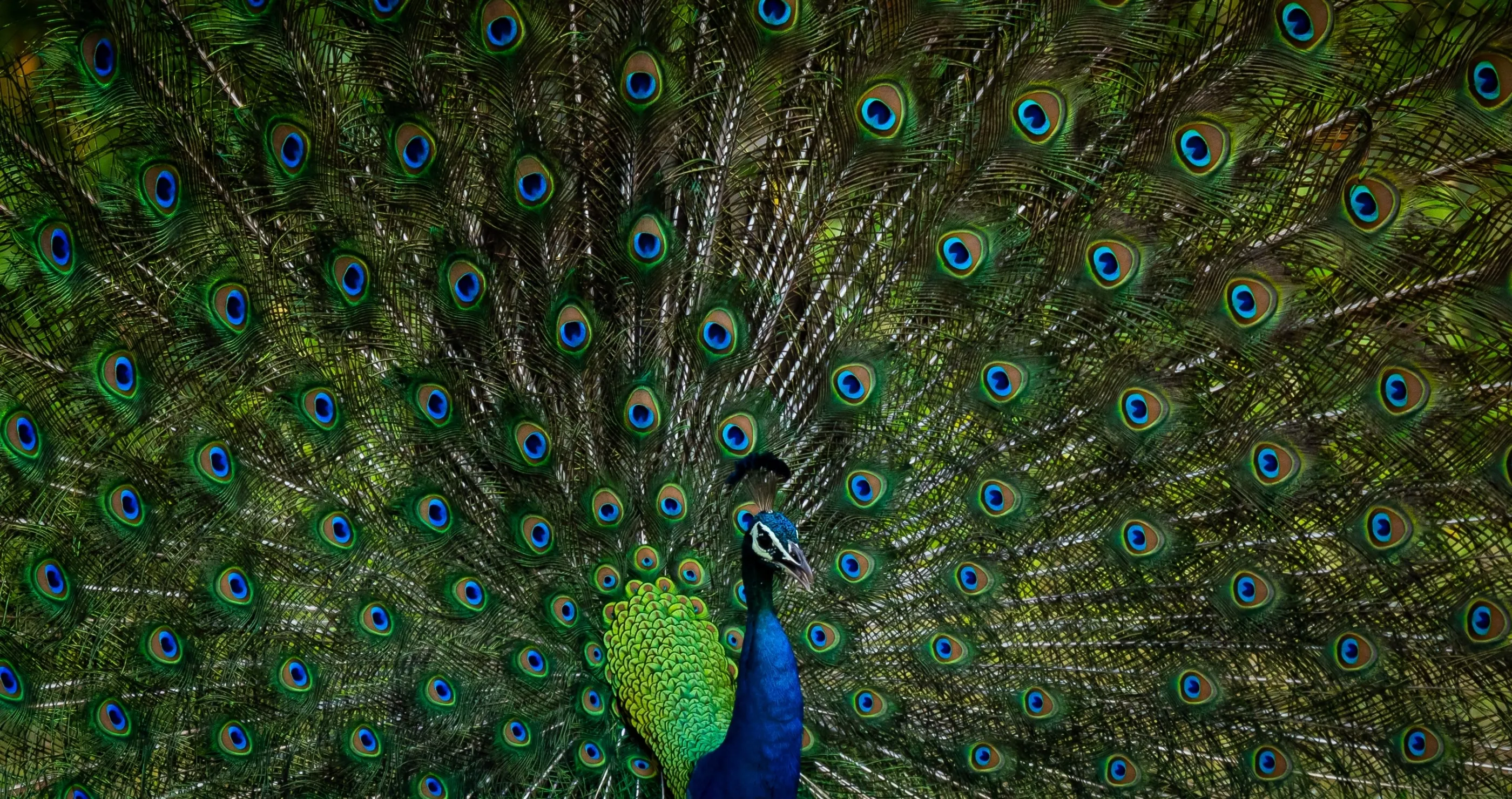 peacock facts you didn't know