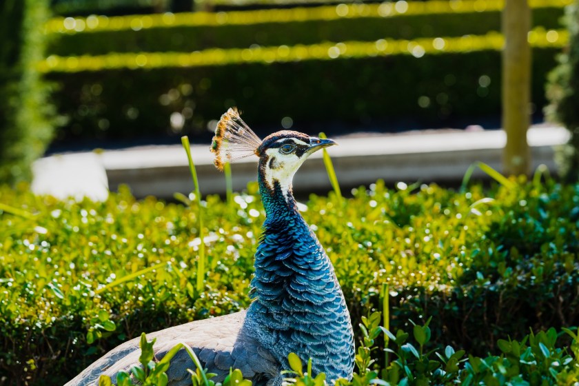 peahen