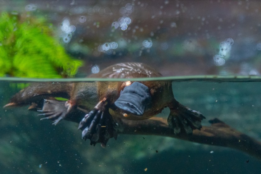 platypus doesn't have a stomach