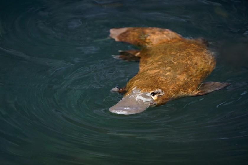 platypuses are venomous