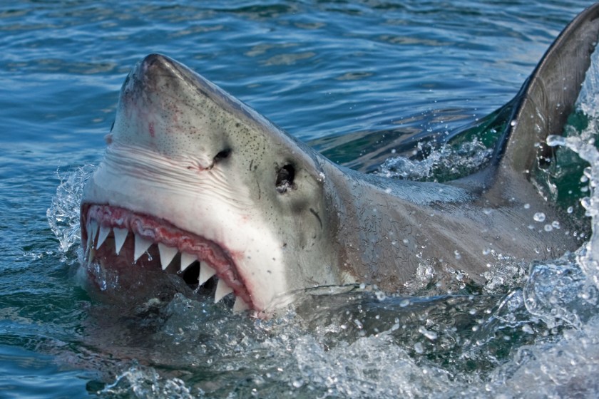 shark facts sharks cant get cavities