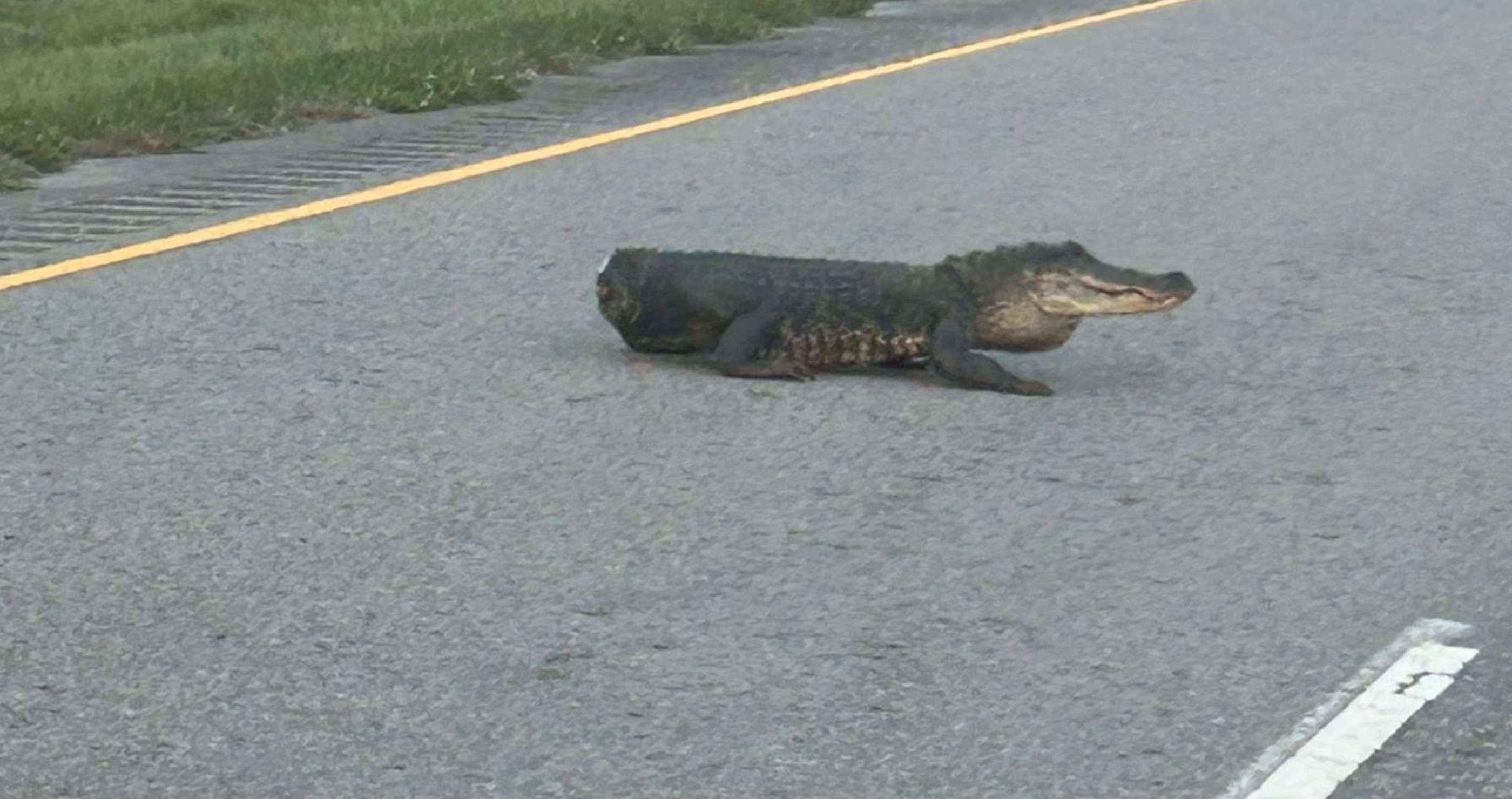 tailless alligator