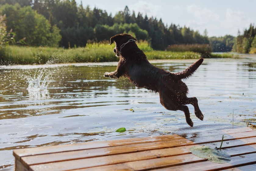 things you can do at the lake besides swim play with your dog