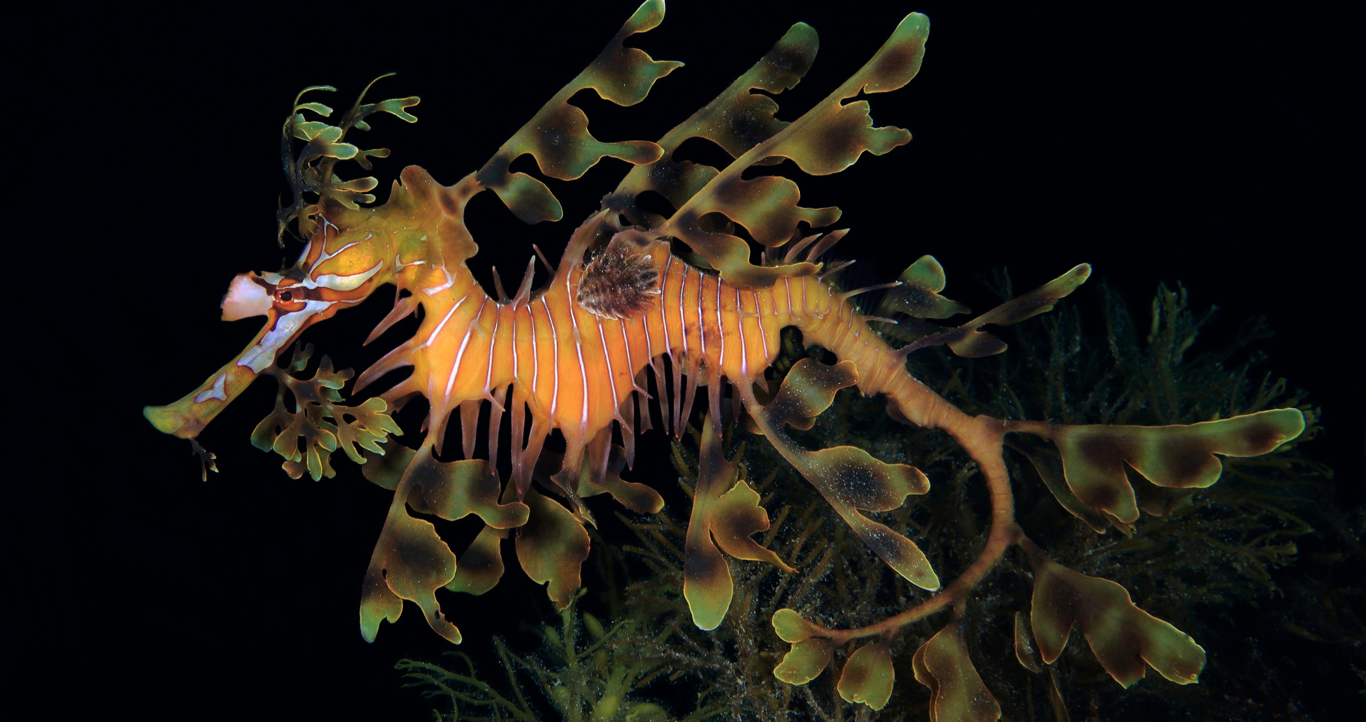 weird animals