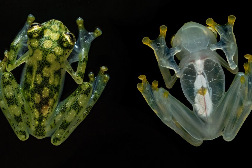 weird animals glass frog