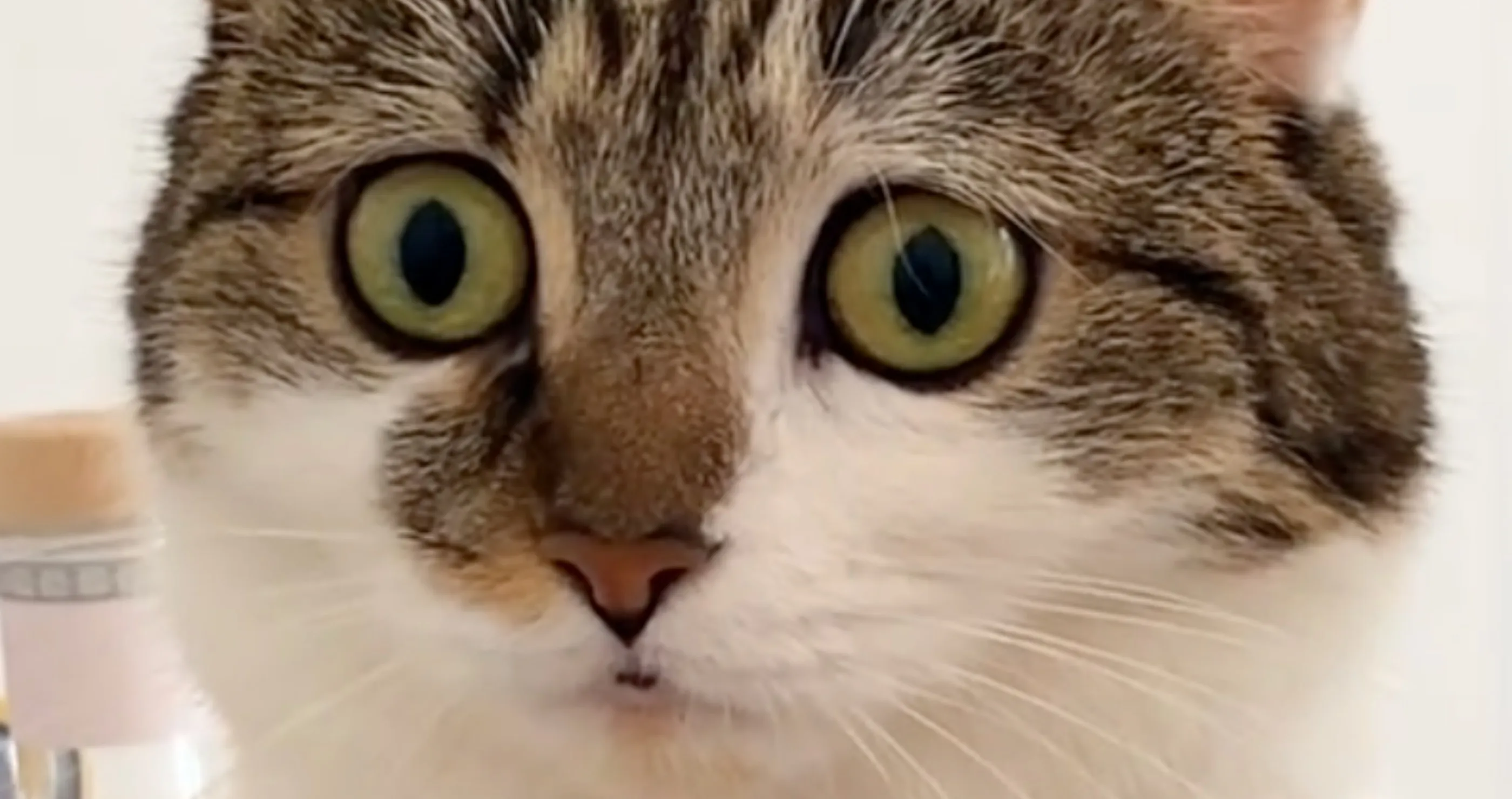 woman buys cat to help with anxiety but the cat is more anxious than her