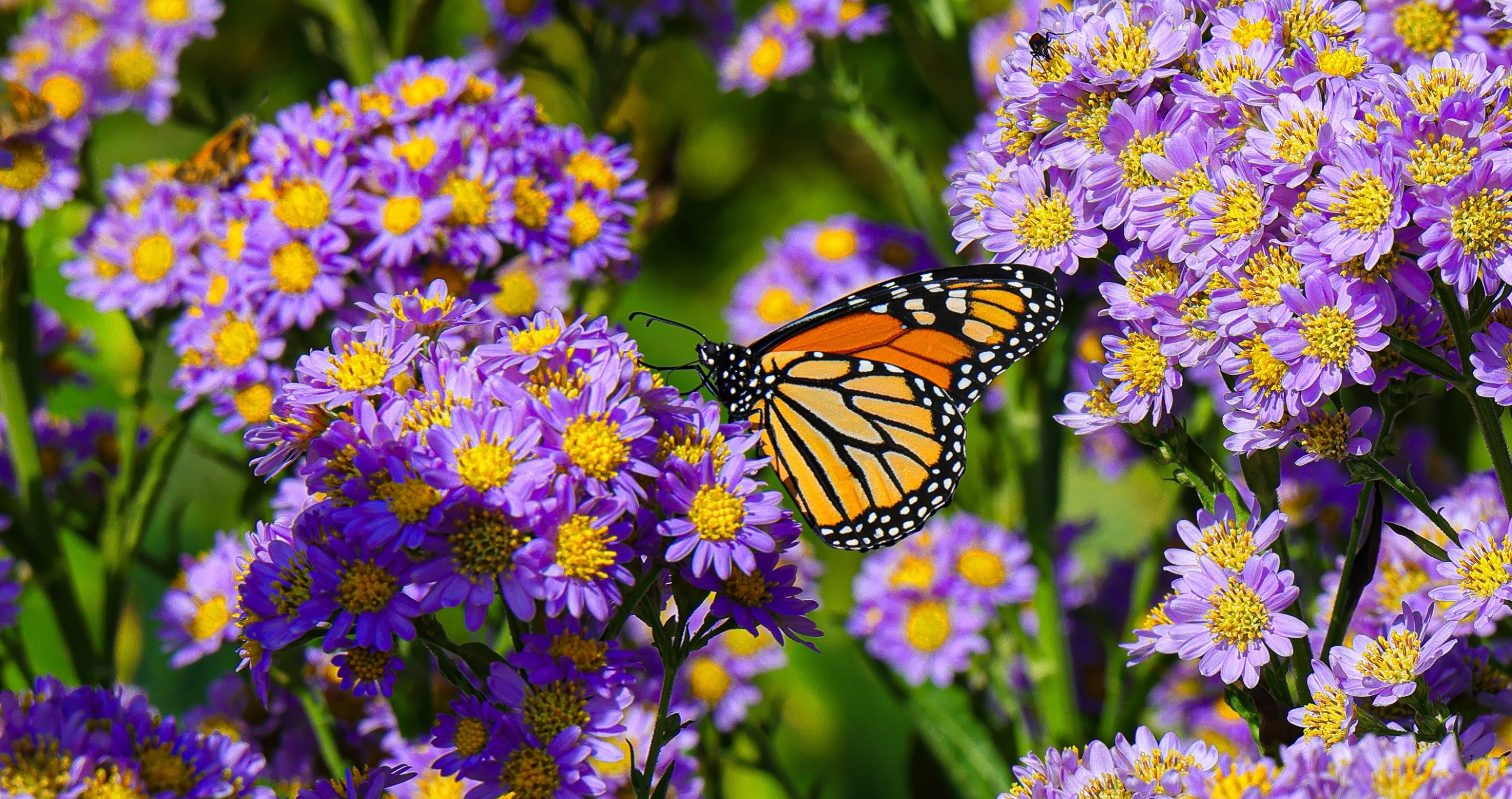 10 Butterfly Facts That Show Just How Incredible They Truly Are