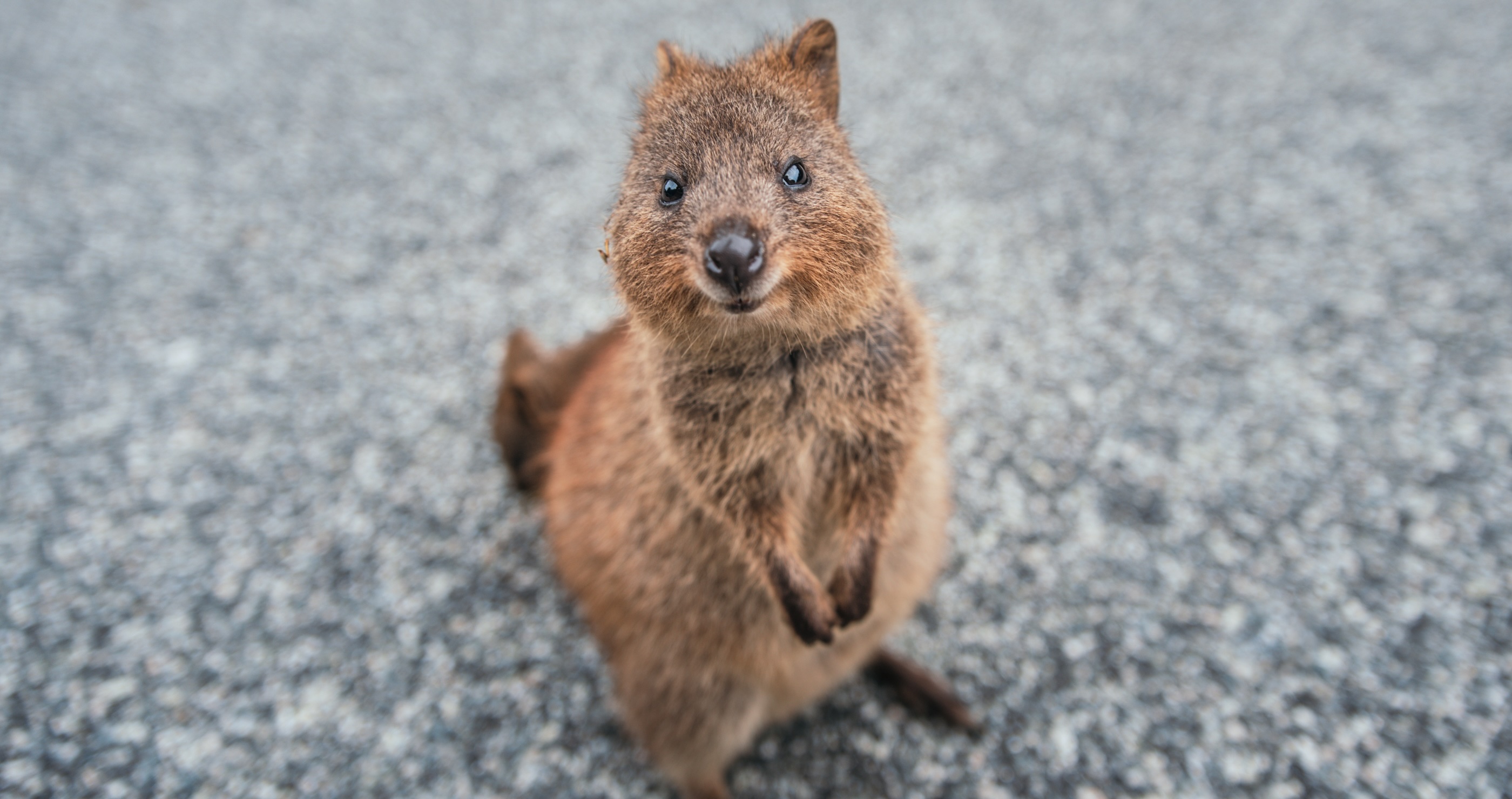 11 adorable quokka facts