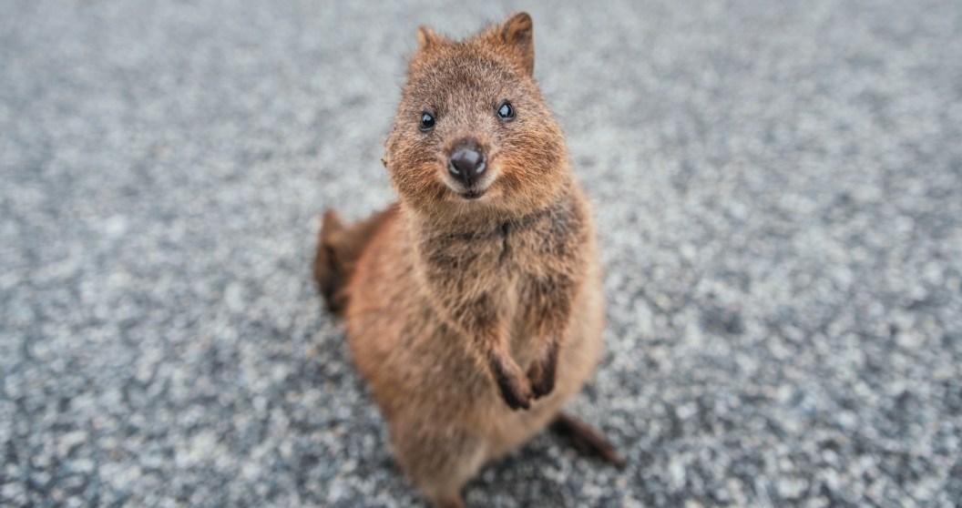 11 adorable quokka facts