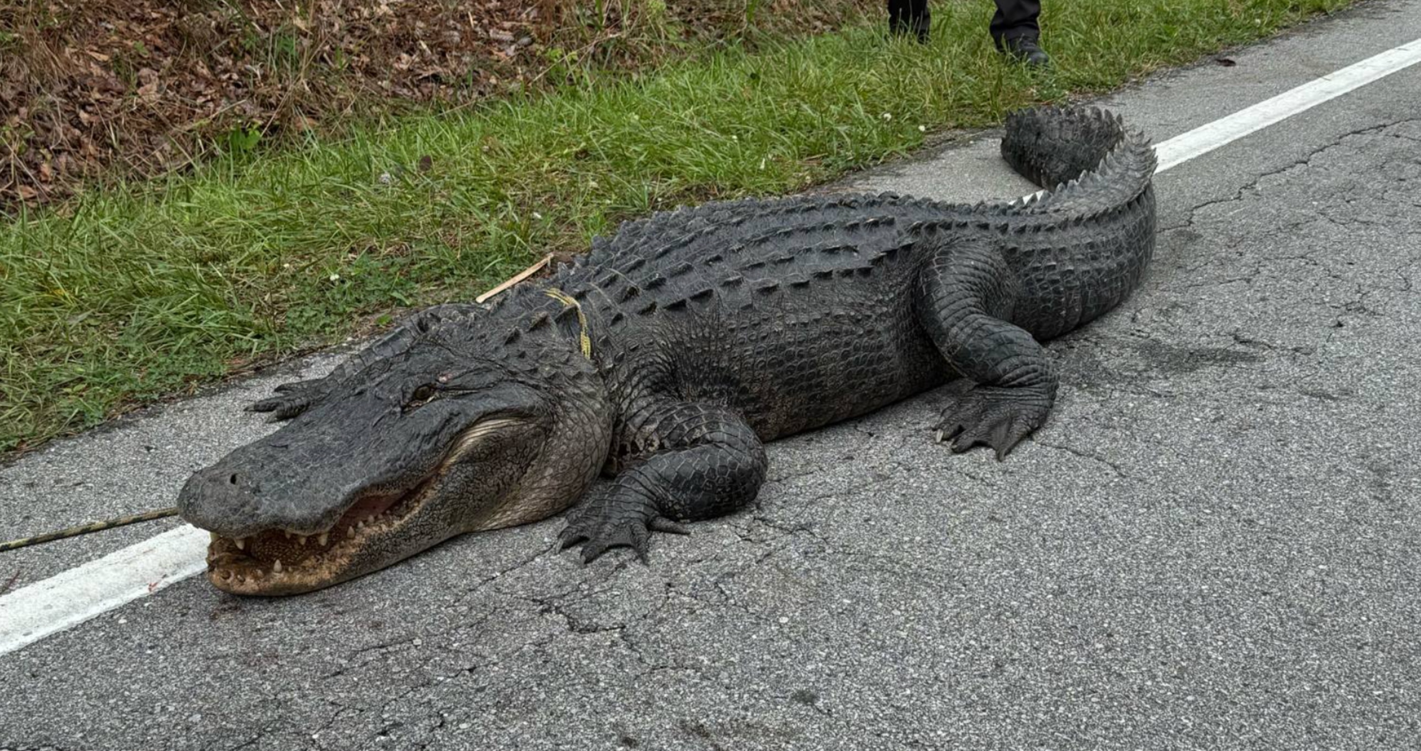 400-pound alligator gets mistaken for a dinosaur