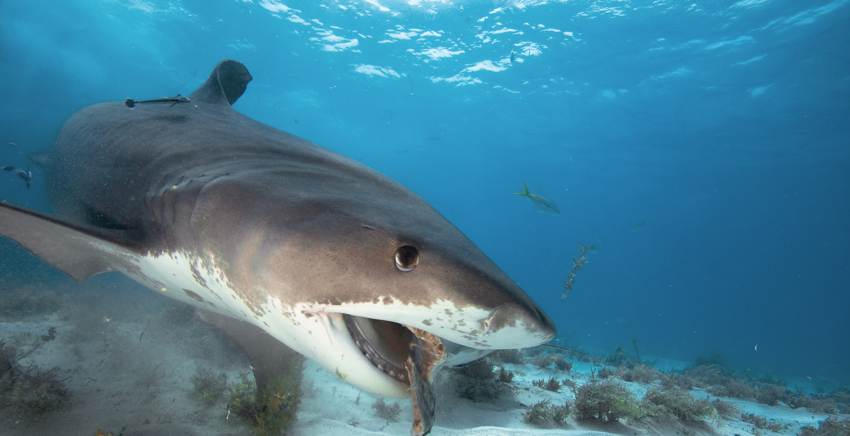 9-Year-Old Girl Attacked By Shark Off Coast Of Boca Grande, Florida