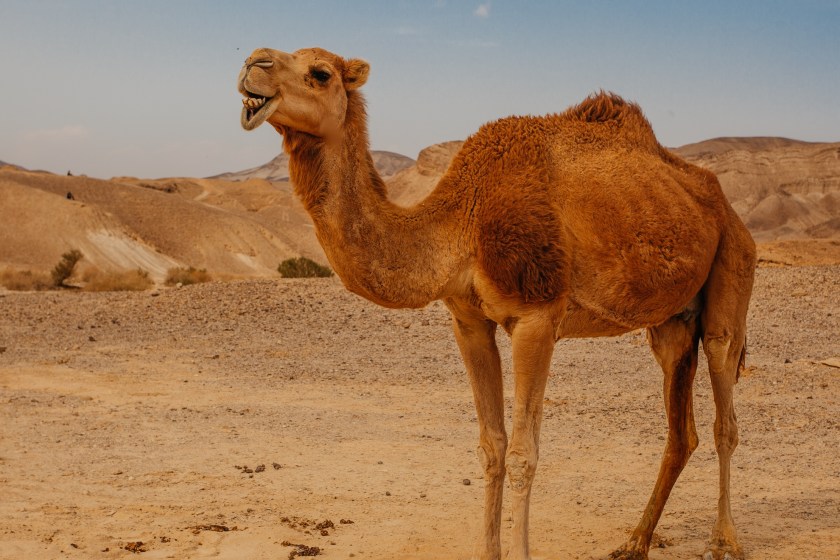 A Camel's Hump Can Store Up To 80 Pounds Of Fat Camel Facts