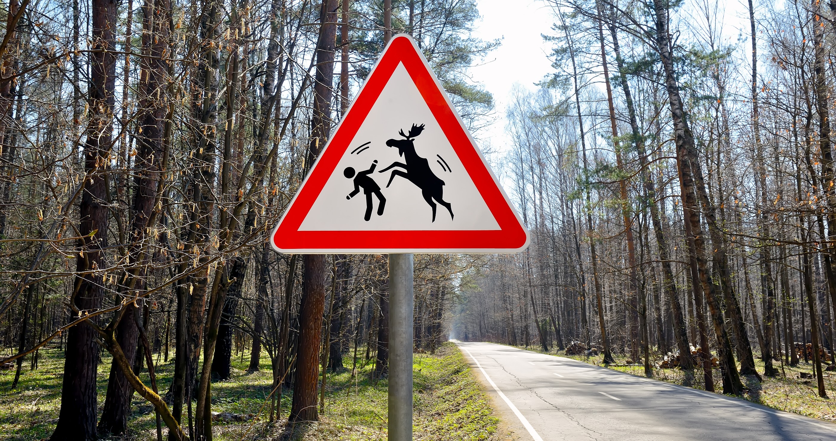 After Another Moose Attack, Experts Explain Why Moose Attack