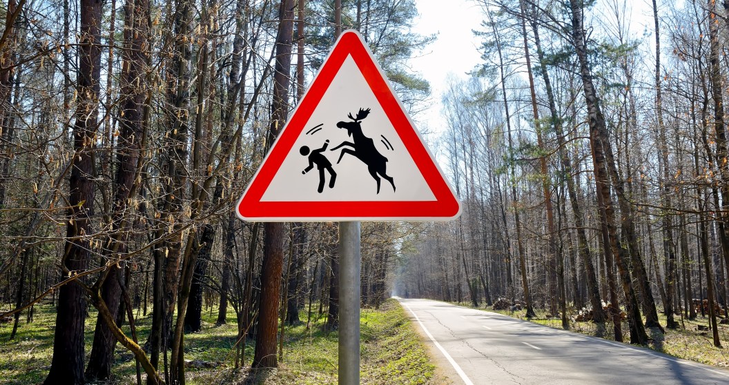 After Another Moose Attack, Experts Explain Why Moose Attack