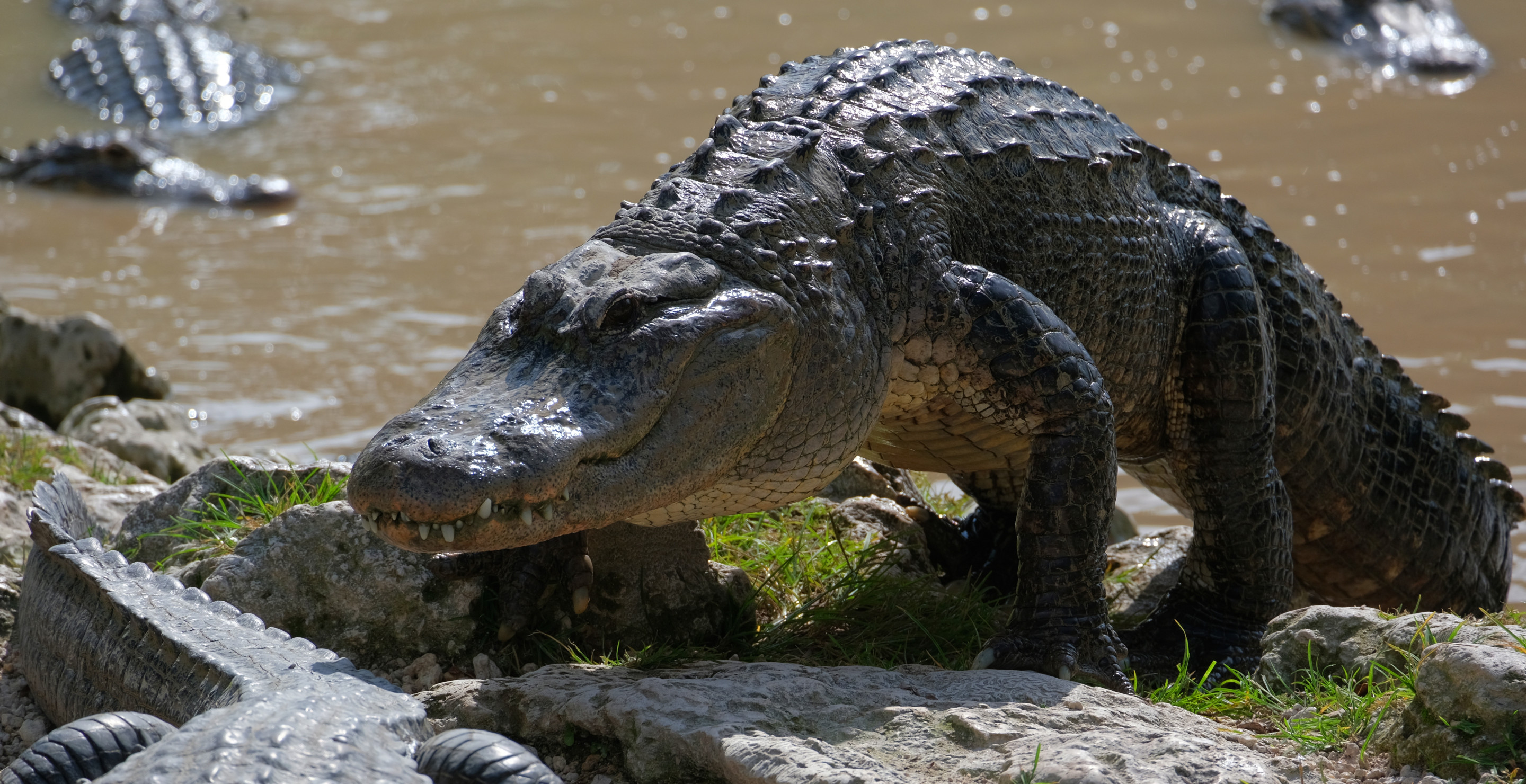 Alligator Attacks 20 Kayakers And Almost Severs Woman's Arm Until Unlikely Hero Fends Off Animal